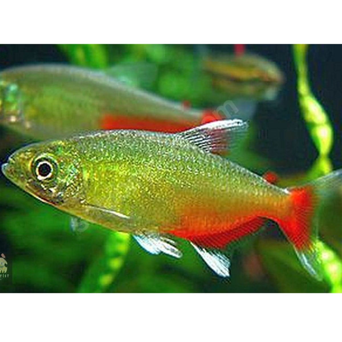 YEŞİL ATEŞ TETRA APHYOCARAX RATHBUNİcanlı-246
