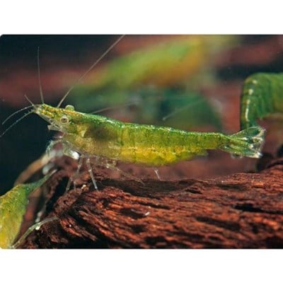 YEŞİL JELLY KARİDES