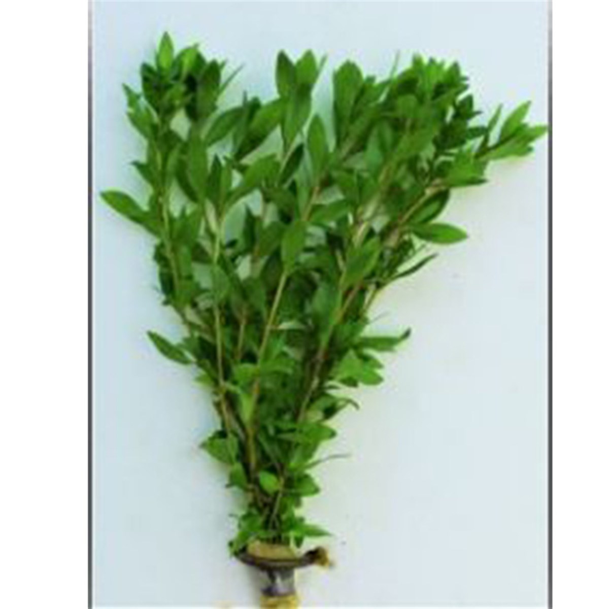 ZeytinBuketZeytin