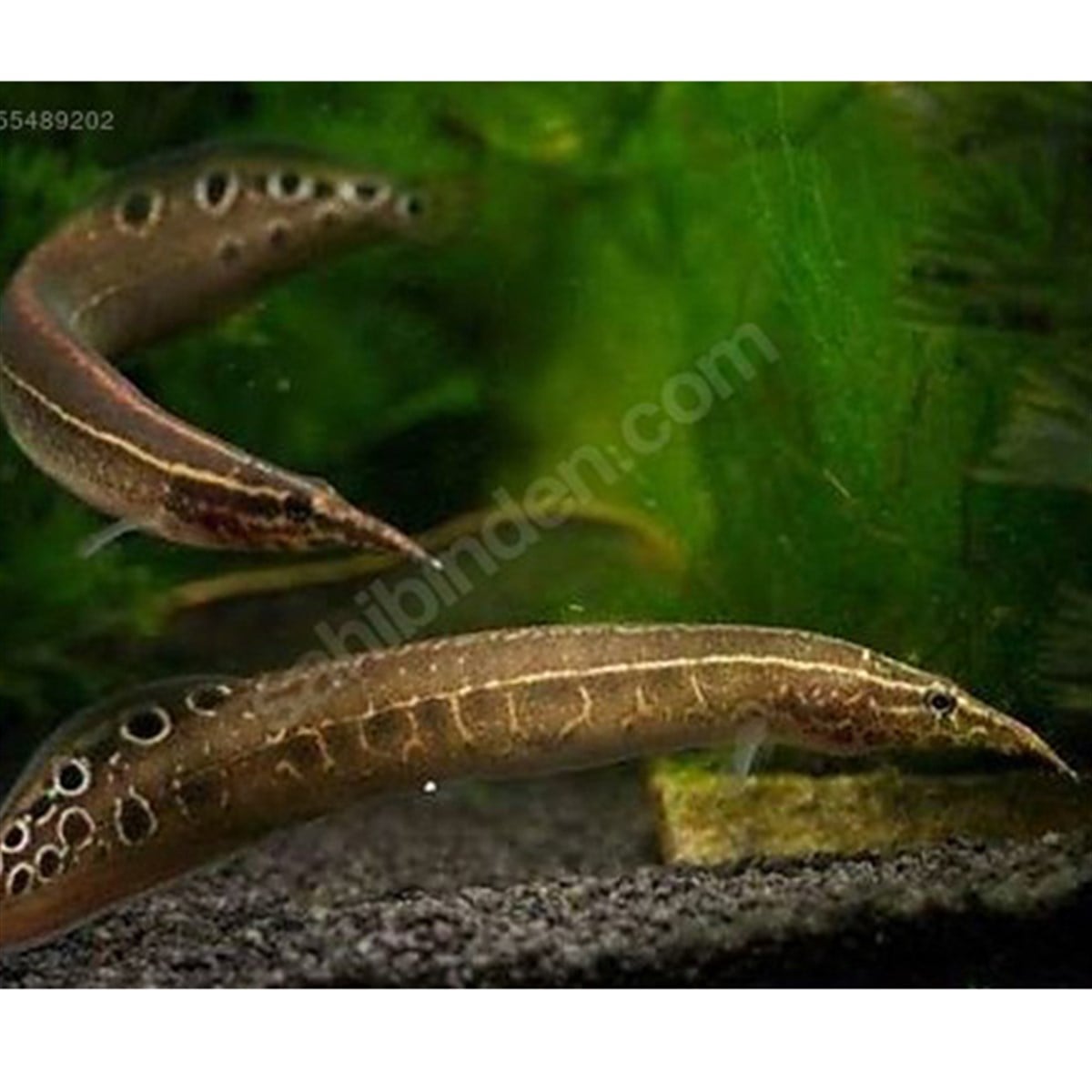 ZİGZAK TARAK BALIKLARIcanlı-183