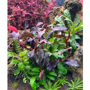 Bucephalandra Red PurpleRed-Purple
