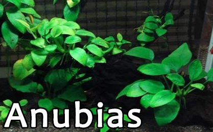 ANUBİAS