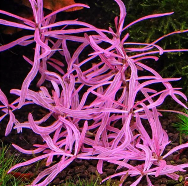 apc-hygrophila-lancea-araguaia