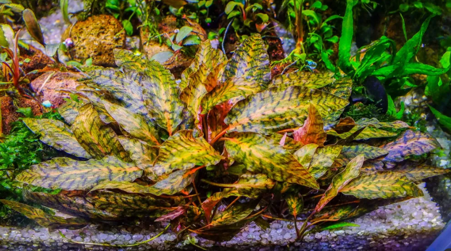 ---LS973