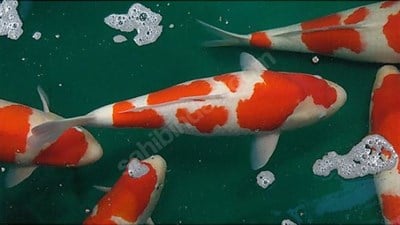 A+ 30 40 CM İTHAL KOİ BALIKLARI