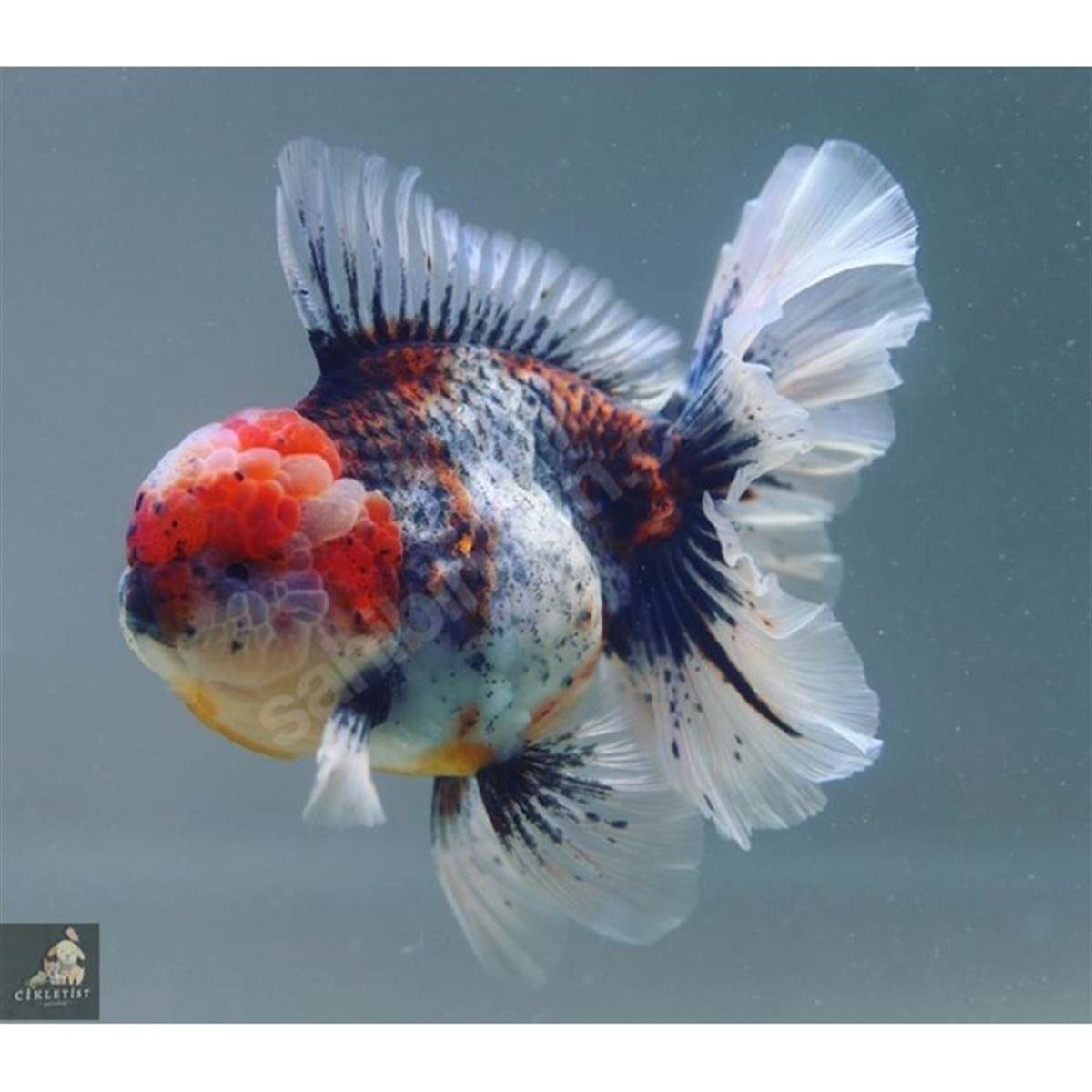 A+ İTHAL ORANDALARcanlı-257