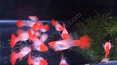 ALBİNO KOİ LEPİSTES BALIKLARI