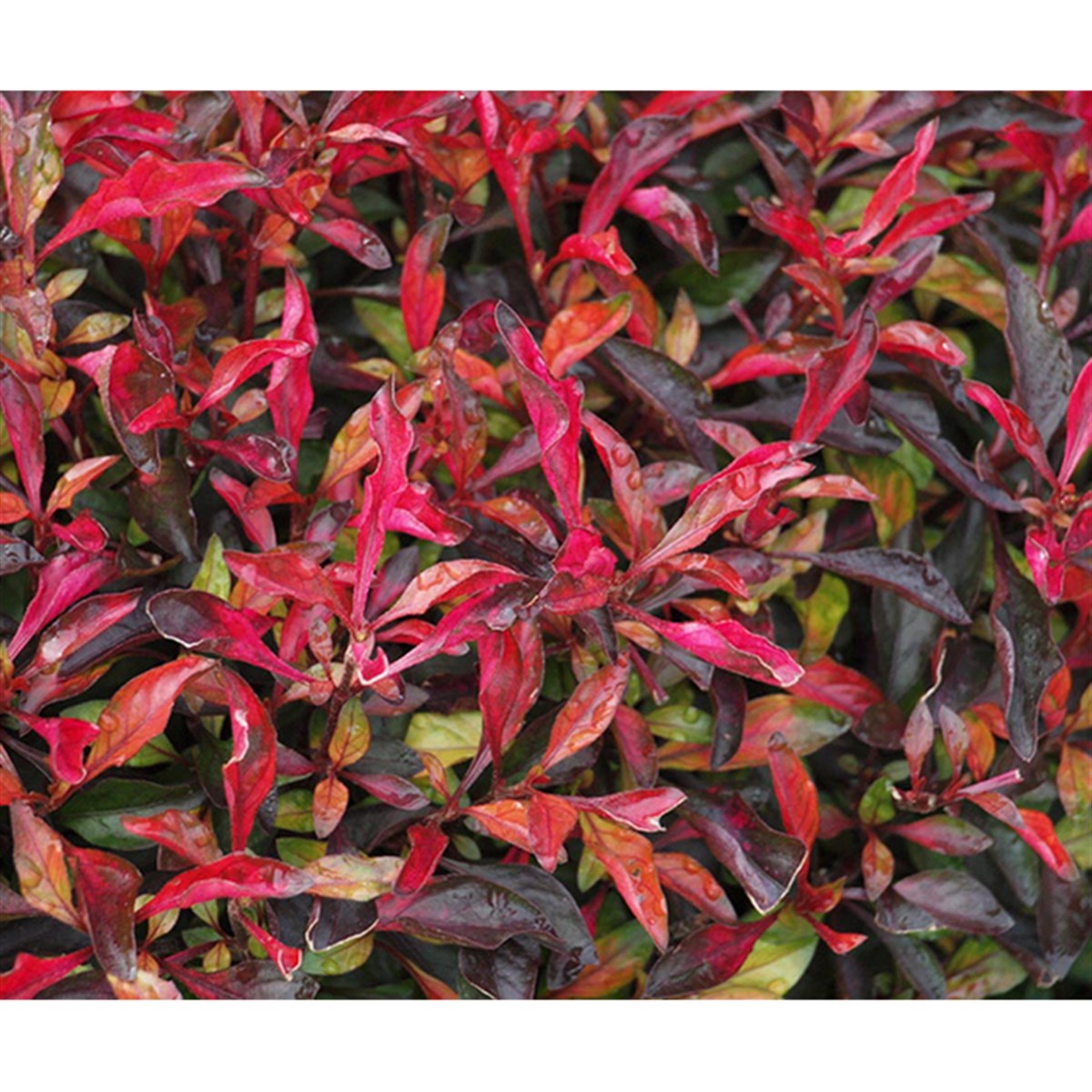 Alternanthera bettzickia ' Red 'GLB013