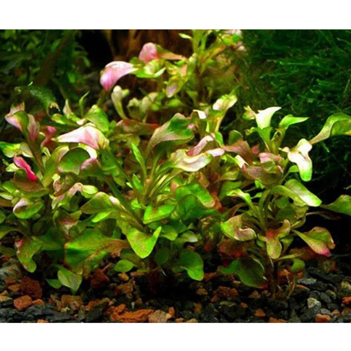 ALTERNANTHERA BETTZİCKİANA RAİNBOWSP1006A