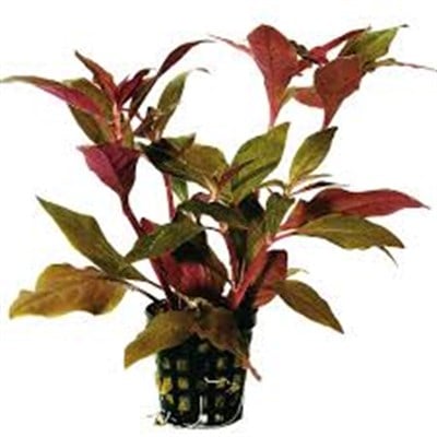 Alternanthera cardinalis