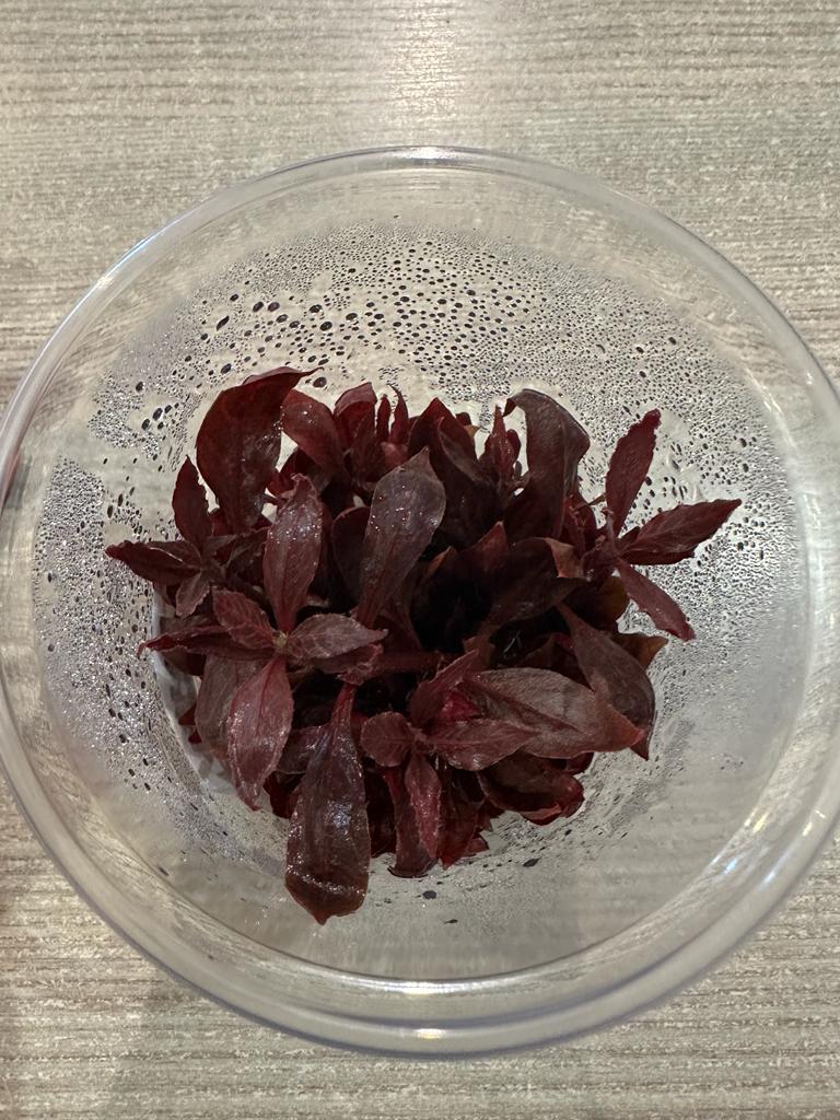 ALTERNANTHERA REİCKİNİİ ROSANERVİG IN VITRO 400 CC BÜYÜK PORSİYONH17CRB