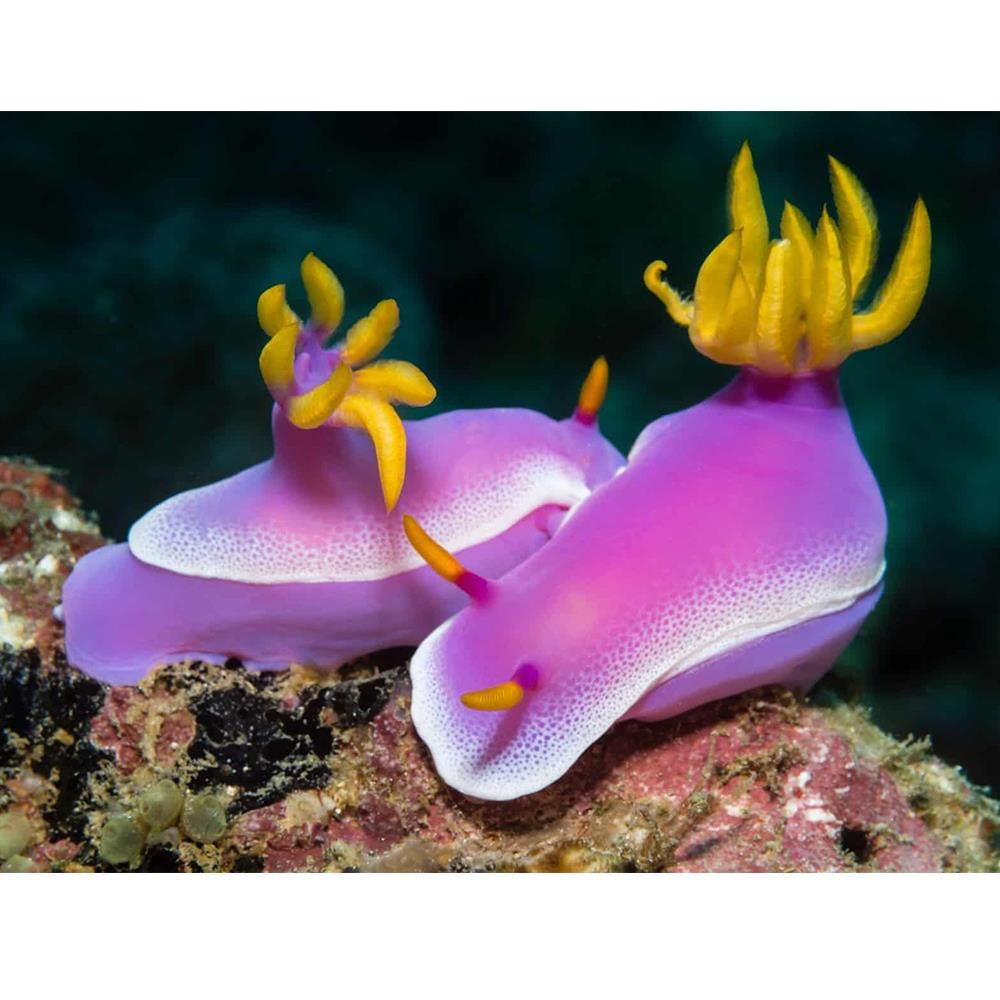 Antenna Purple Nudibranchcanlı-432