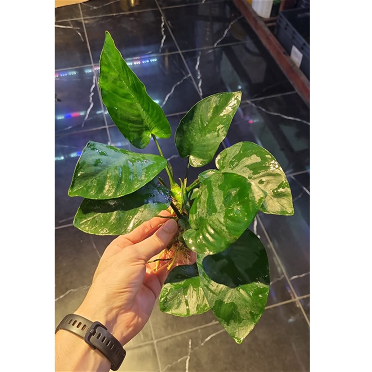 Anubias barteri broad leaf 
