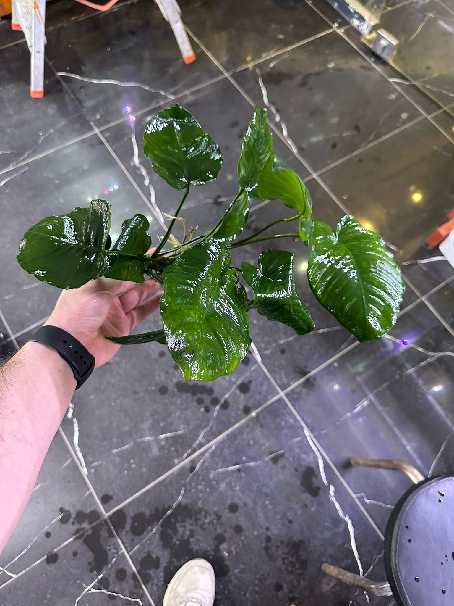 Anubias Barteri ' Broad Leaf' XL BoyGLB044