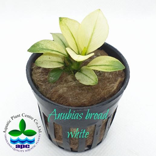 Anubias barteri broad white (NADİR TÜR)P513