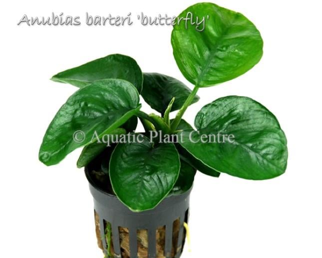Anubias barteri butterflyp354