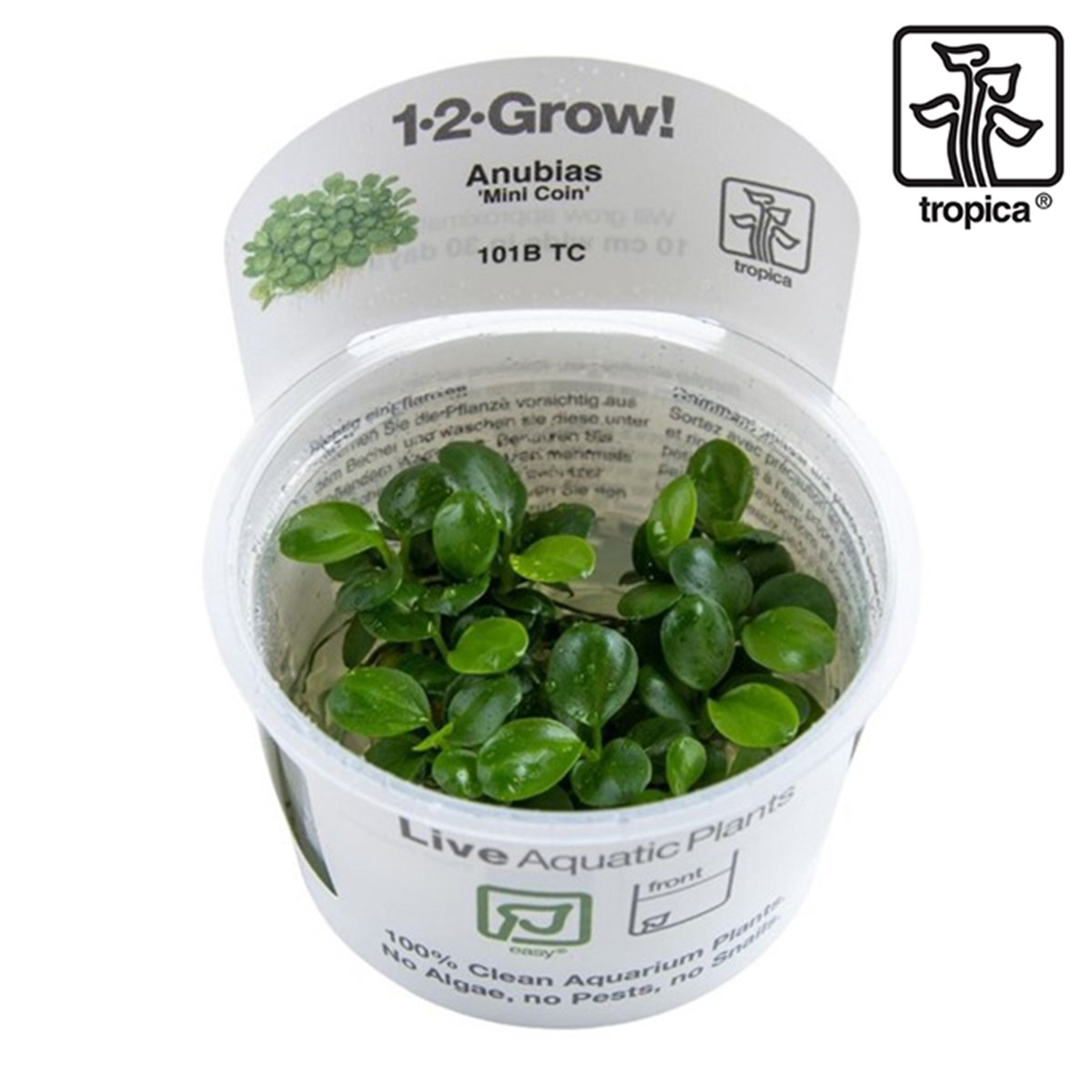 Anubias barteri 'Mini Coin' (In Vitro)101BTC