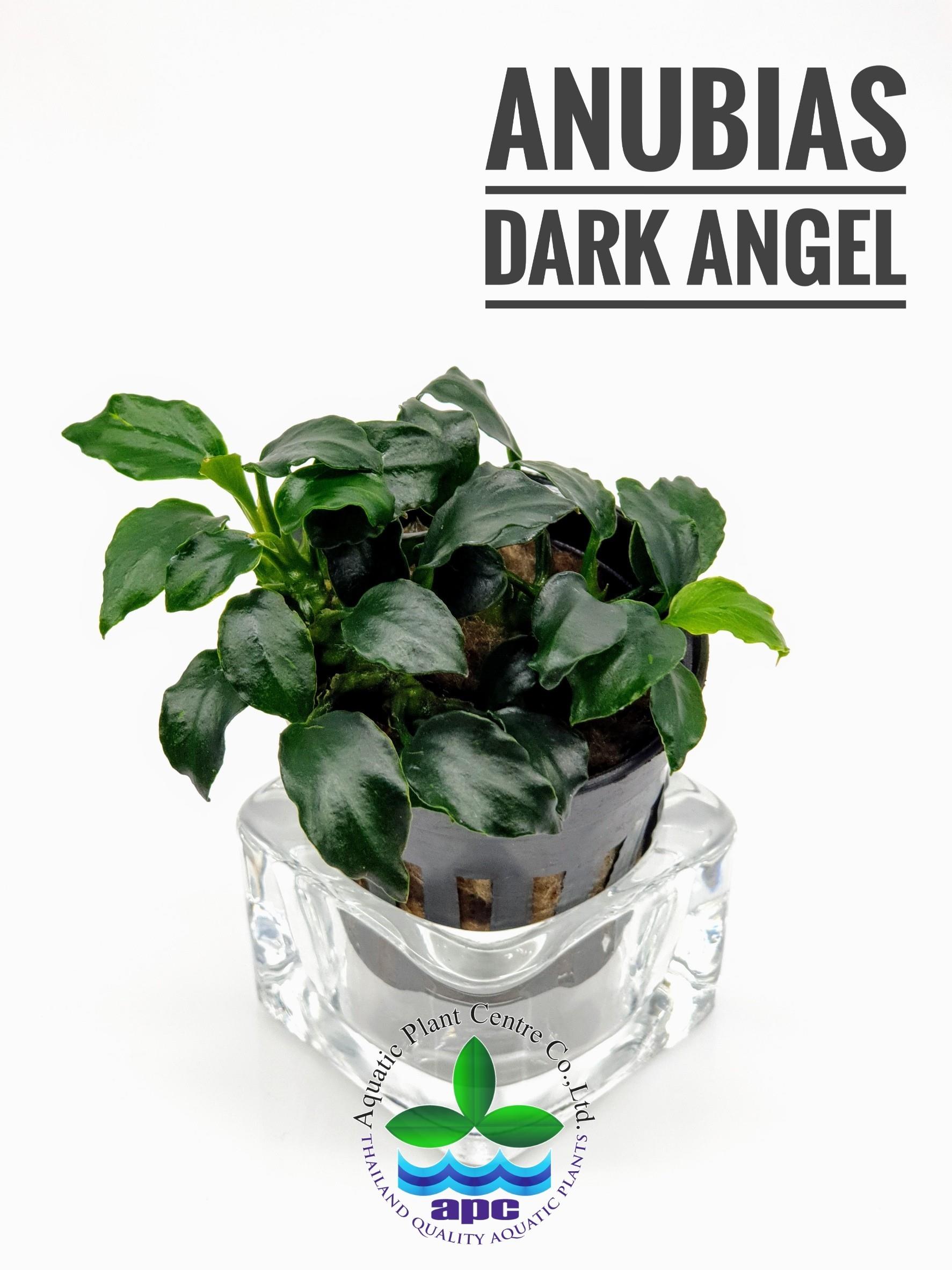 Anubias barteri nana Dark Angelp607