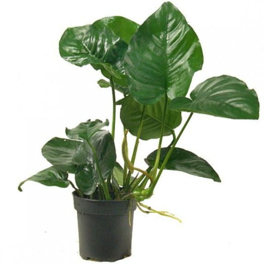 ANUBİAS BARTERİ VAR BARTERİL015