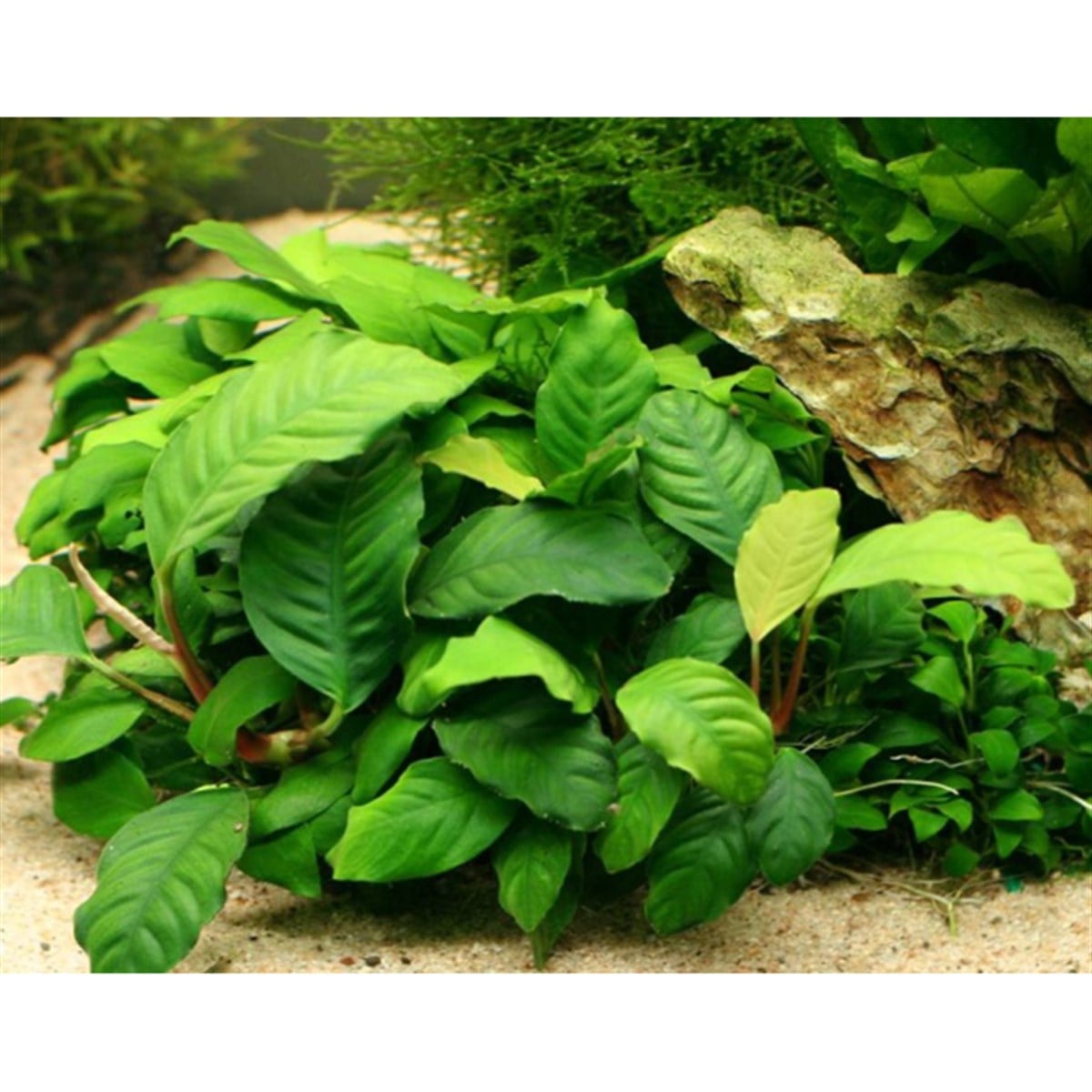 Anubias barteri var. BarteriSP1315