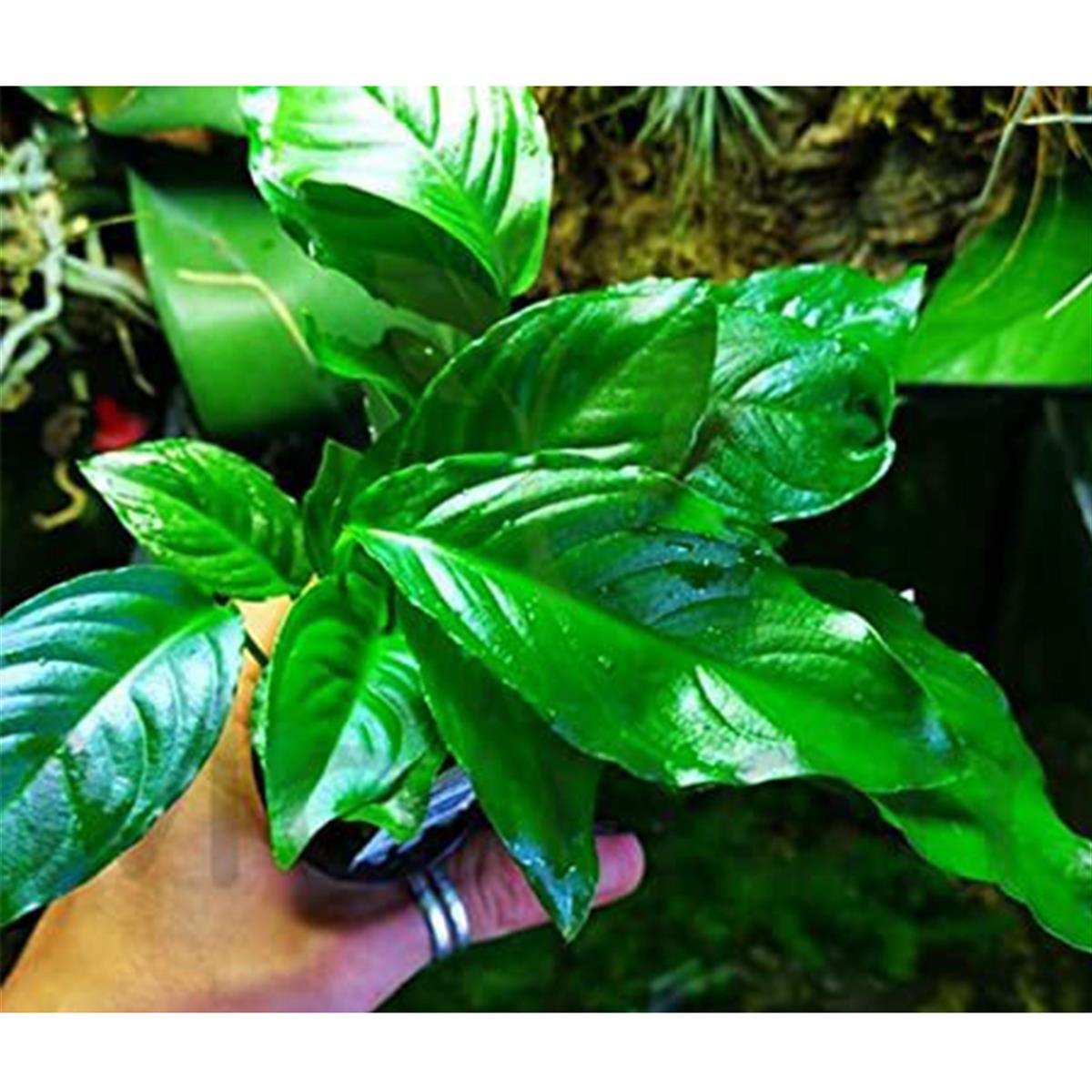 ANUBİAS HETEROPHYLLA IN VITRO 200 CC DEV KAVANOZA35