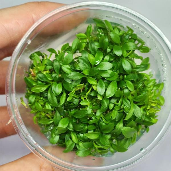 ANUBIAS MICROGREEN IN VITRO CUPA61C