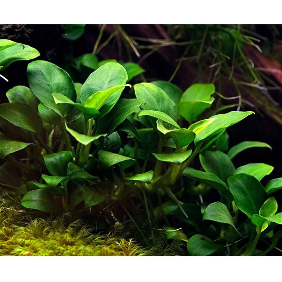Anubias nana 