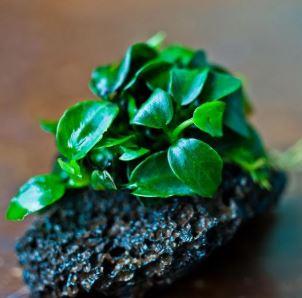 Anubias PetiteSP1715- L307