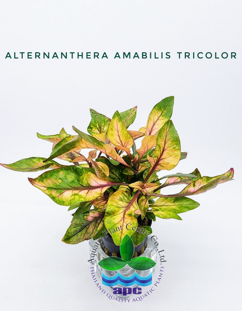 APC-ALTERNANTHERA AMABİLİS TRİCOLOR BUKETB641