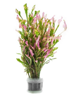 APC-ALTERNANTHERA BETTZİCKİANA VARİEGATUS BUKETB009