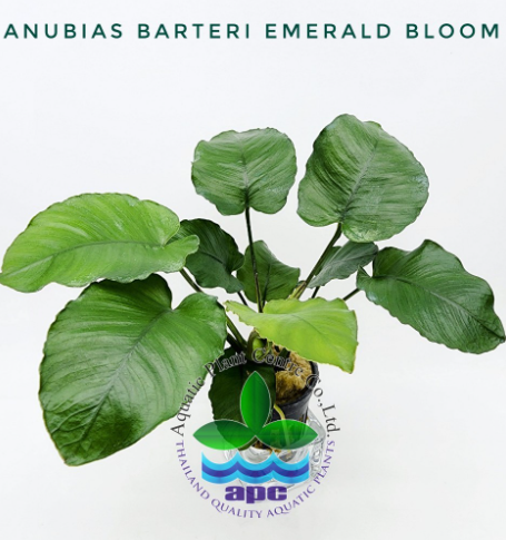 APC-ANUBİAS BARTERİ EMERALD BLOOML613