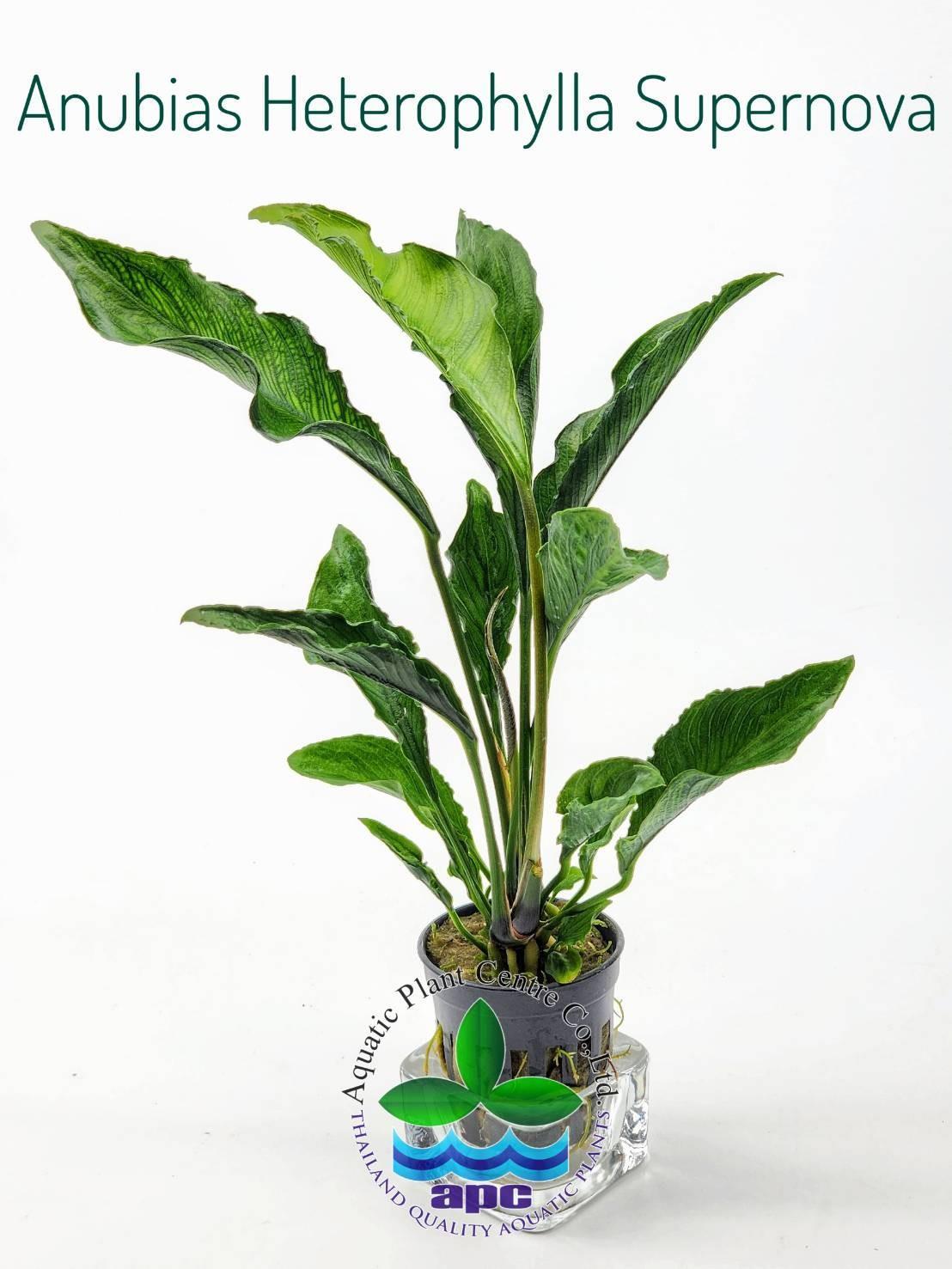 APC-ANUBİAS HETEROPHYLLA SUPERNOVA (15-40CM)L625