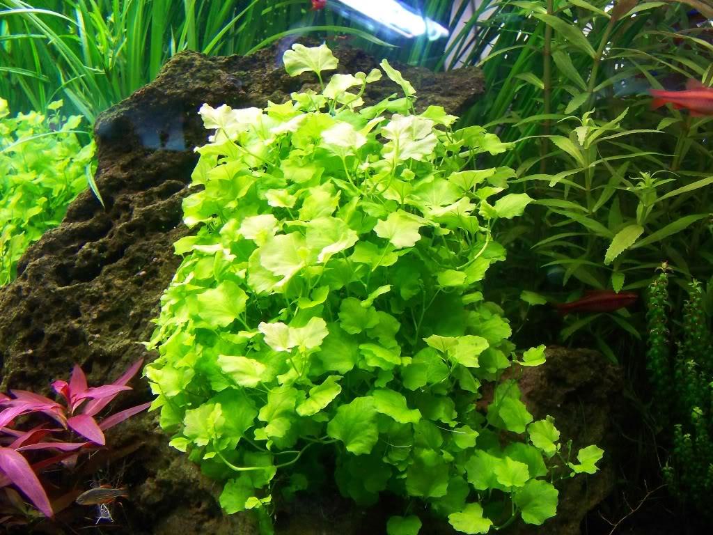APC- CARDAMİNE LYRATA BUKETB019