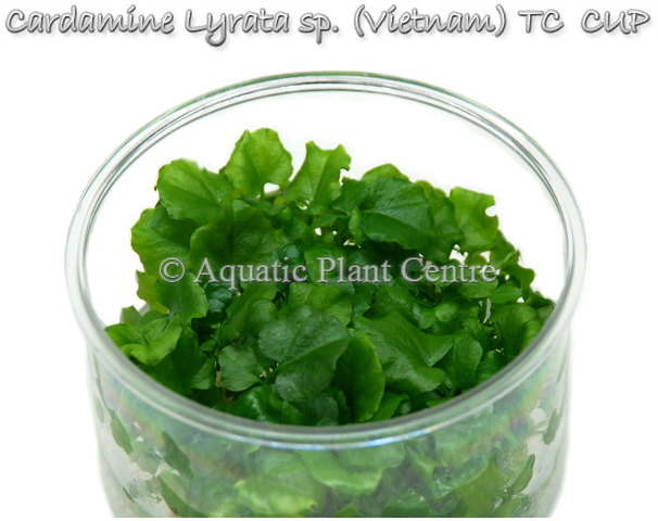 APC-CARDAMİNE LYRATA SP (VİETNAM) T/C  IN VITROLC974