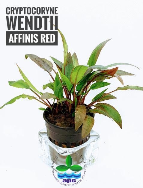 APC-CRYPTOCORYNE AFFİNİS REDP582
