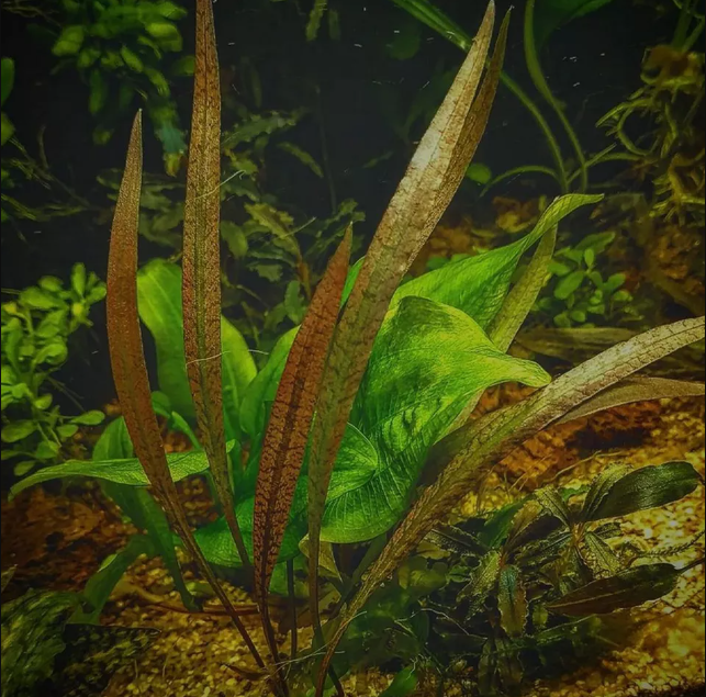 APC-CRYPTOCORYNE FERRUGİNEA SEKADAUENSİS T/C CUPLC601