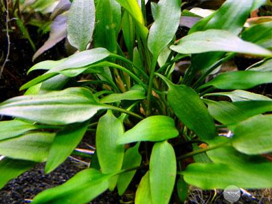 APC-CRYPTOCORYNE LUTEA T/C IN VITRO KAPLC996