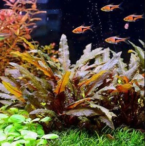 APC- CRYPTOCORYNE WENDTİİ BROWNBUKETB041