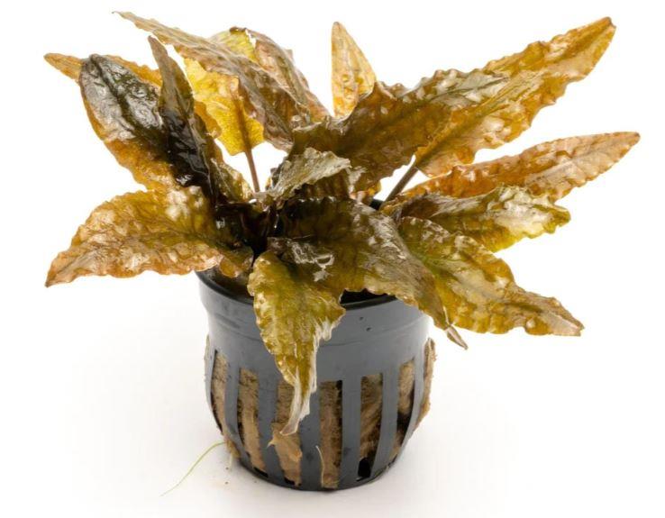 APC- CRYPTOCORYNE WENDTİİ TROPİCA SAKSIP154
