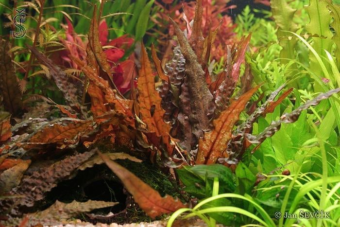 APC- CRYPTOCORYNE WENDTİİ TROPİCA SAKSIP154