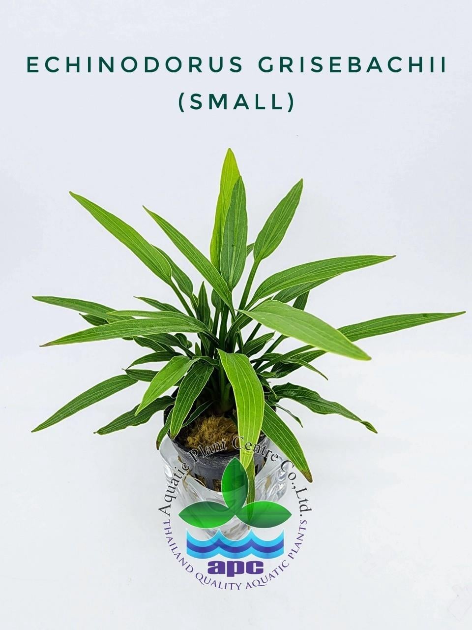 APC-ECHİNODORUS GRİSEBACHİİ (SMALL)P671