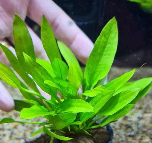 APC-Echinodorus Ozelot Narrow Minib596