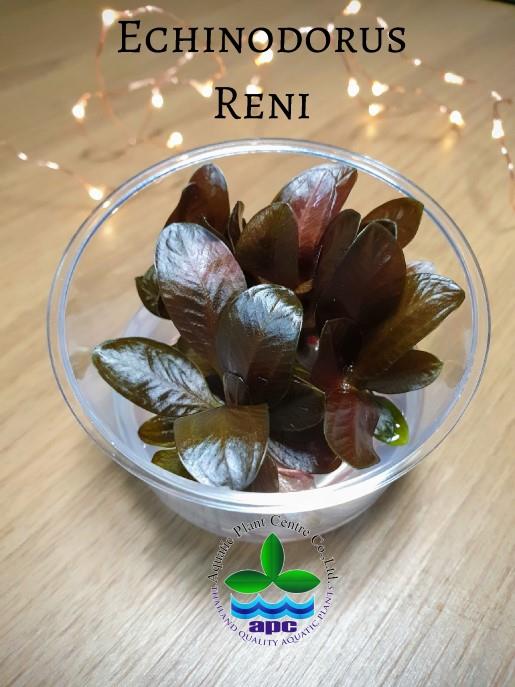 APC-ECHİNODORUS RENİ CUP İN VİTROLC267