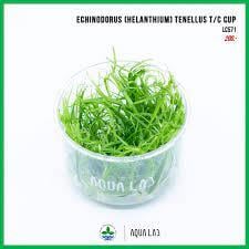 APC-HELANTHİUM TENELLUM (TENELLUS) T/C CUP İN VİTRO 200 CCLC957
