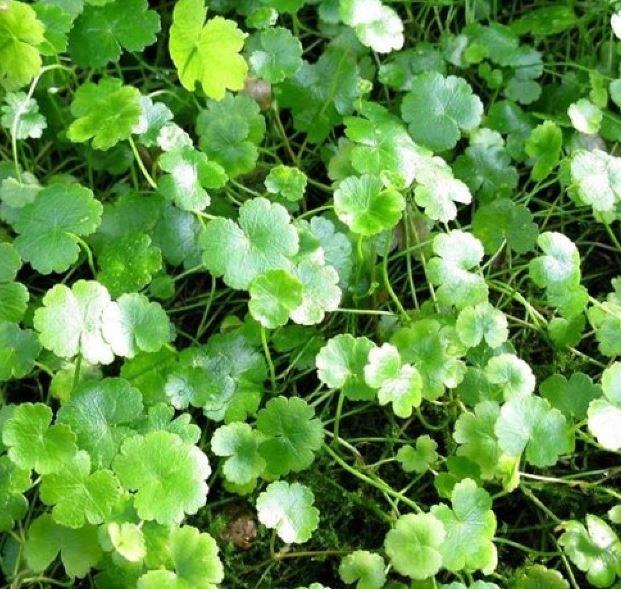 APC-HYDROCOTYLE SİBTHORPİOİDES T/C CUPLC323