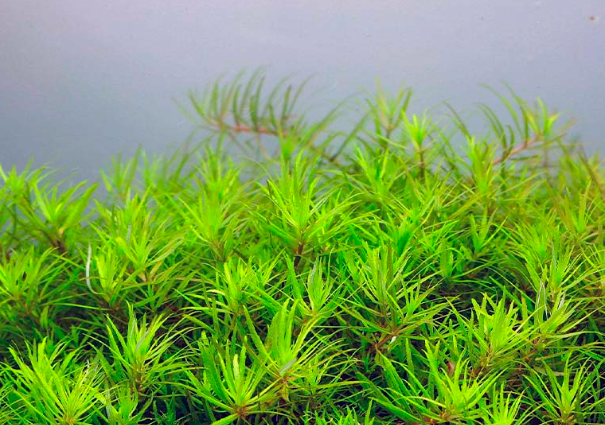 APC-LİMNOPHİLA HETEROPHYLLA MİNİ VİETNAMB395