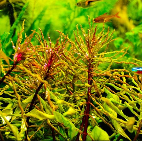 APC-LUDWİGİA İNCLİNATA VAR. VERTİCİLLATA CURLY T/C CUPLC534