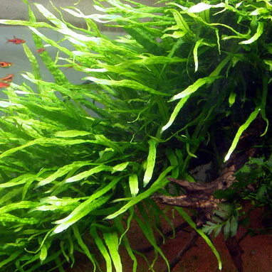 APC-MİCROSORUM PTEROPUS SP NARROW -[L]  BUKETb262