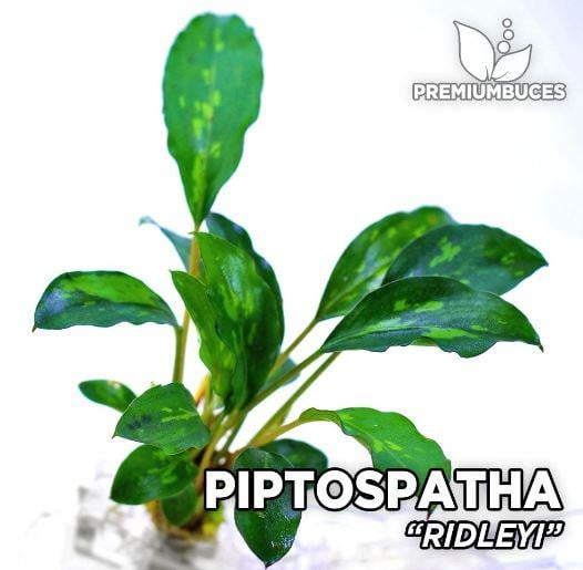 APC-PİPTOSPATHA RİDLEYİ T/C CUPLC976