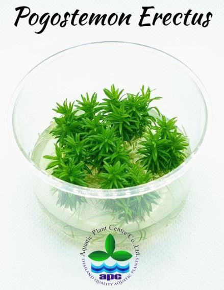 APC-POGOSTEMON ERECTUS T/C CUPLC959